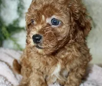 Cavapoo Female #3, a female Cavapoo for sale in Orlando, FL – 4 of 4
