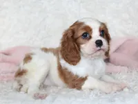 Cavalier Female #3, a female Cavalier King Charles Spaniel for sale in Orlando, FL – 3 of 5