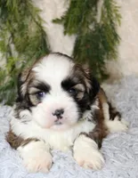 Male Shihtzu #2, a male Shih Tzu for sale in Orlando, FL – 3 of 5