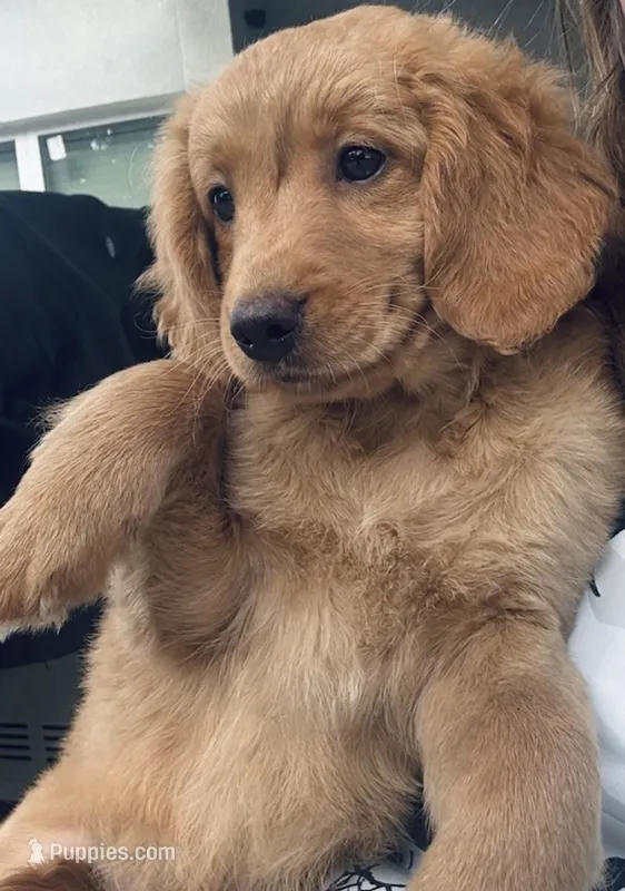 F1B Mini Female #1 – Miniature Goldendoodle puppy for sale in Orlando, FL