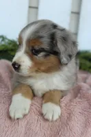 Female Mini Aussie #3, a female Miniature American Shepherd for sale in Orlando, FL – 4 of 5