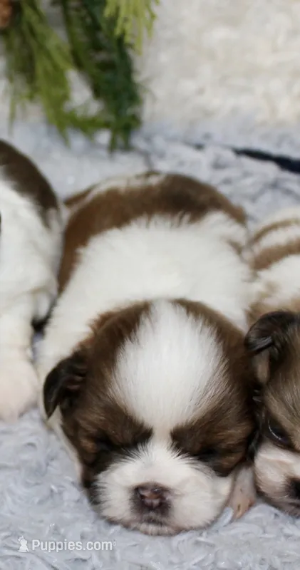 Shihtzu Male #3 – Shih Tzu puppy for sale in Orlando, FL