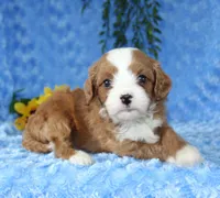 Cavapoo Male #2, a male Cavapoo for sale in Orlando, FL – 3 of 5