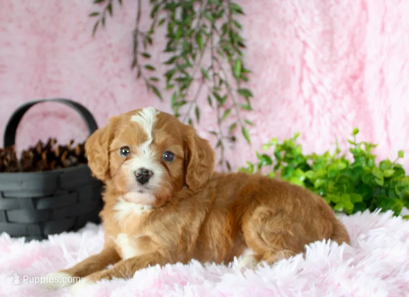 Cavapoo Female #6 – Cavapoo puppy for sale in Orlando, FL