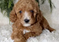 Mini Poodle Male #2, a male Poodle - Miniature  for sale in Orlando, FL – 2 of 5