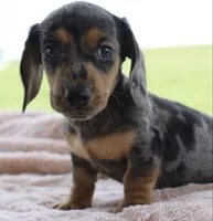 Mini Dachshund Female, a female Miniature Dachshund for sale in Orlando, FL – 2 of 3