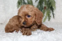 Cavapoo Male #2, a male Cavapoo for sale in Orlando, FL – 4 of 4