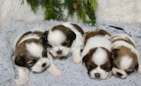 Shihtzu Male #3, a male Shih Tzu for sale in Orlando, FL – 2 of 3
