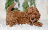 Cavapoo Male #3, a male Cavapoo for sale in Orlando, FL – 4 of 4