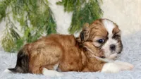 Male Shihtzu #1, a male Shih Tzu for sale in Orlando, FL – 3 of 5