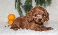 F1B Cavapoo Male #2, a male Cavapoo for sale in Orlando, FL – 2 of 4