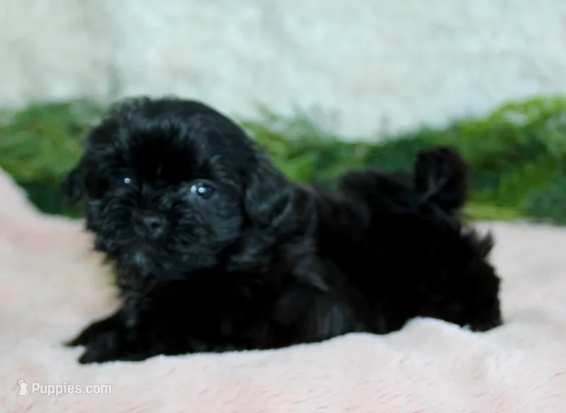 Shihpoo Female #1  – Shihpoo puppy for sale in Orlando, FL