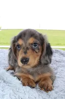 Mini Dachshund Male, a male Miniature Dachshund for sale in Orlando, FL – 4 of 4