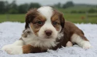 Toy Aussiedoodle Male #2, a male Miniature Aussiedoodle for sale in Orlando, FL – 3 of 3