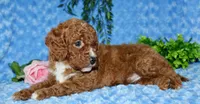 Cavapoo male #1, a male Cavapoo for sale in Orlando, FL – Photo 4 of 5