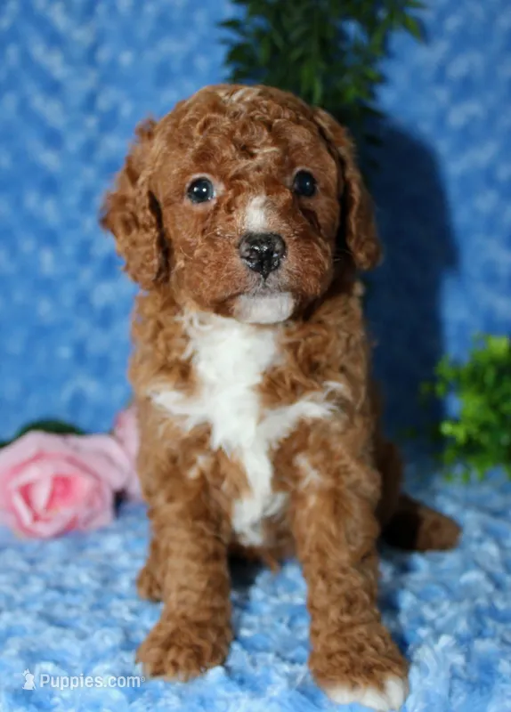 Cavapoo male #1 – Cavapoo puppy for sale in Orlando, FL