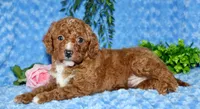 Cavapoo male #1, a male Cavapoo for sale in Orlando, FL – Photo 5 of 5