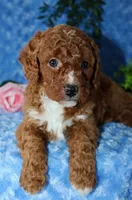 Cavapoo male #1, a male Cavapoo for sale in Orlando, FL – Photo 2 of 5