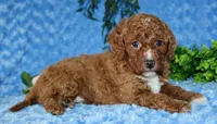Cavapoo male #1, a male Cavapoo for sale in Orlando, FL – Photo 3 of 5