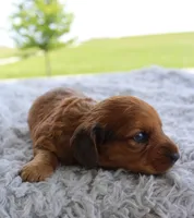 Mini Dachshund Male #1, a male Miniature Dachshund for sale in Orlando, FL – 5 of 7