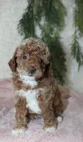 Mini Poodle Female #1, a female Poodle - Miniature  for sale in Orlando, FL – 3 of 3