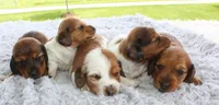 Mini Dachshund Male #1, a male Miniature Dachshund for sale in Orlando, FL – 7 of 7