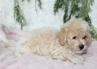 Bichpoo Female #2, a female Bichpoo for sale in Orlando, FL – 3 of 3