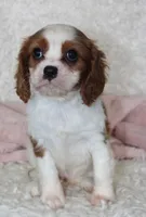 Cavalier Female #3, a female Cavalier King Charles Spaniel for sale in Orlando, FL – 2 of 5