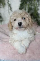 Bichpoo Female #3, a female Bichpoo for sale in Orlando, FL – 3 of 3