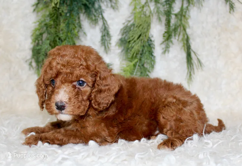 Mini Poodle Male #3 – Poodle - Miniature  puppy for sale in Orlando, FL