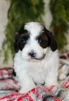 Shihpoo Male #2, a female Shihpoo for sale in Orlando, FL – Photo 3 of 7