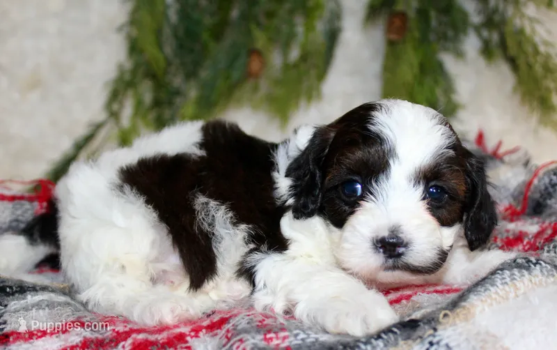 Shihpoo Male #2, a female Shihpoo for sale in Orlando, FL – Photo 1 of 7