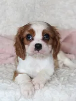 Cavalier Female #3, a female Cavalier King Charles Spaniel for sale in Orlando, FL – 5 of 5