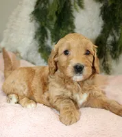 F1B Mini Female #2, a female Miniature Goldendoodle for sale in Orlando, FL – 4 of 5
