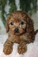 F1B Cavapoo Female , a female Cavapoo for sale in Orlando, FL – 3 of 5