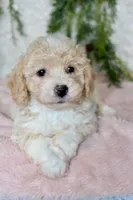 Bichpoo Female #3, a female Bichpoo for sale in Orlando, FL – 1 of 3