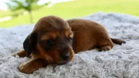 Mini Dachshund Male #2, a male Miniature Dachshund for sale in Orlando, FL – 1 of 5