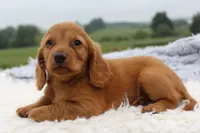 Mini Dachshund Male #1, a male Miniature Dachshund for sale in Orlando, FL – 2 of 4