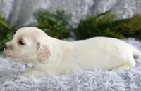 Cavachon Male #1, a male Cavachon for sale in Orlando, FL – Photo 3 of 3