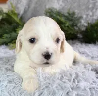 Cavachon Male #1, a male Cavachon for sale in Orlando, FL – Photo 1 of 3