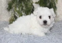 Male Maltese #2, a male Maltese for sale in Orlando, FL – 2 of 5