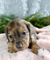 Long Hair Mini Female #1, a female Miniature Dachshund for sale in Orlando, FL – Photo 2 of 5