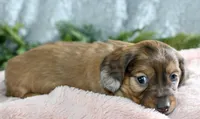 Long Hair Mini Female #1, a female Miniature Dachshund for sale in Orlando, FL – Photo 3 of 5
