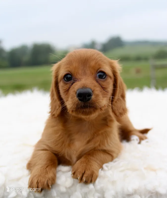 Mini Dachshund Female #3 – Miniature Dachshund puppy for sale in Orlando, FL