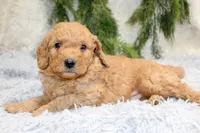 F1B Mini Male #2, a male Miniature Goldendoodle for sale in Orlando, FL – 5 of 5