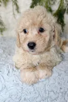 Bichpoo Male #1, a male Bichpoo for sale in Orlando, FL – 4 of 5