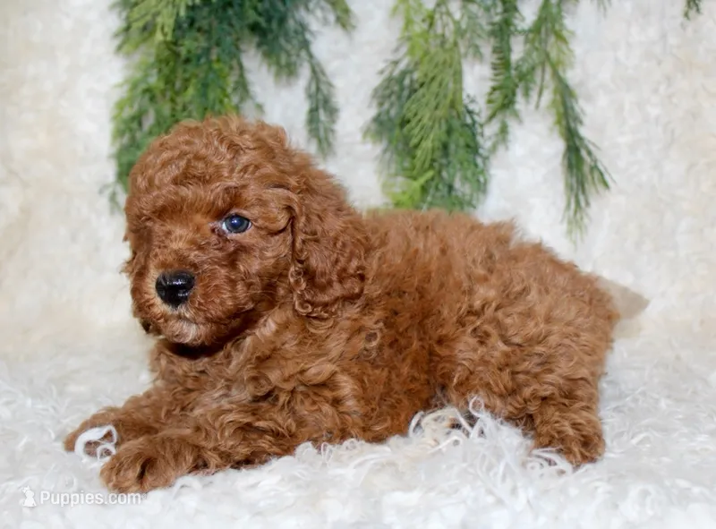 Cavapoo Male #3 – Cavapoo puppy for sale in Orlando, FL