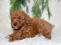 Cavapoo Male #3, a male Cavapoo for sale in Orlando, FL – 1 of 4