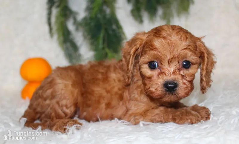 F1B Cavapoo Male #5 – Cavapoo puppy for sale in Orlando, FL