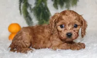 F1B Cavapoo Male #5, a male Cavapoo for sale in Orlando, FL – 2 of 3